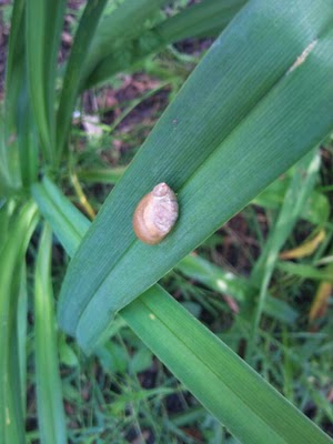 Spotting Image 1