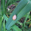 Snail