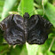 Marbled Bent-Skipper