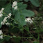 Toothed Whitetop Aster