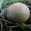 Common earthball