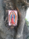 La virgen del árbol