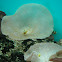 Barrier Reef Anemonefish