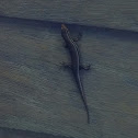 Coal skink