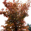 Olea Capensis