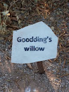 Gooding's Willow