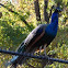 Indian Peafowl