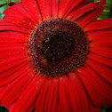 Gerbera Daisy