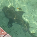 Grey Nurse Shark
