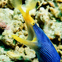 Blue Ribbon Eel