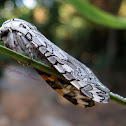Painted Tiger Moth and Eggs