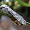 Painted Tiger Moth and Eggs