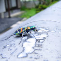 Tiger Beetle