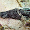 Crocodile Flathead