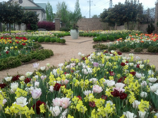 Tulip Garden