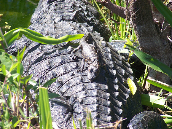 Spotting Image 1