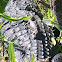 Baby American Alligators