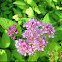 Japanese Spirea