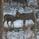 White-tailed Deer