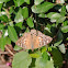 Hackberry Emperor Butterfly