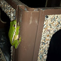 Green Treefrog