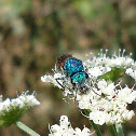 Polyphagous cuckoo wasp