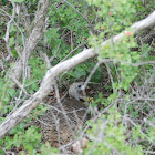 Wild Turkey
