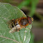 Syrphid fly
