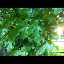 Red Mulberry