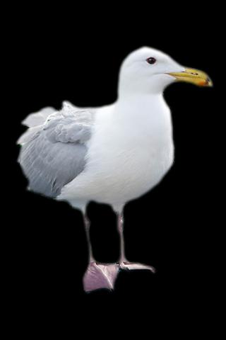 Seagull