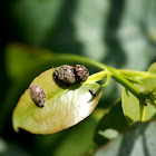 Eucalyptus Tortoise Beetle