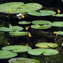 Bladderwort