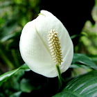 Peace Lily plant