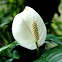 Peace Lily plant