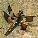 Common Whitetail