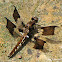 Common Whitetail