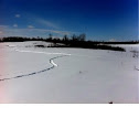 Bison tracks
