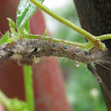 caterpillar