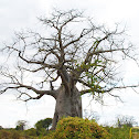 Baobab