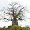 Baobab