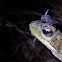 Green Climbing Toad