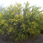 Blue Palo Verde