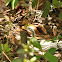 Chain King Snake