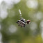 Crab Spider