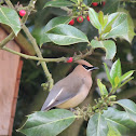 Cedar Waxwing