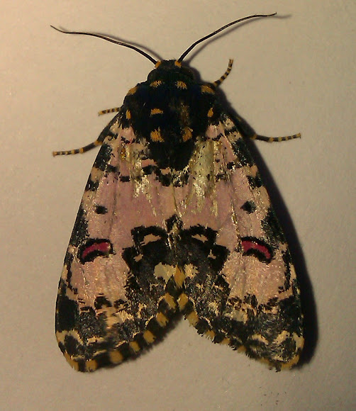 Spotting Image 1