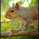 Gray Squirrel