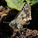 Common Checkered Skipper