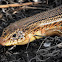 Great Plains skink