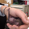 Egyptian fruit bat